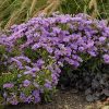 Aster 'Wood's Purple' - Image 2