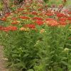 Achillea millefolium 'Strawberry Seduction' PP18401 - Image 2