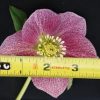 Helleborus Winter Thrillers 'Pink Parachutes' - Image 3
