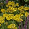 Gaillardia x grandiflora 'Mesa Yellow'