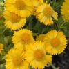 Gaillardia x grandiflora 'Mesa Yellow' - Image 2