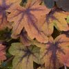 Heucherella 'Sweet Tea' - Image 3