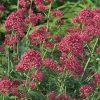 Centranthus ruber 'Coccineus'