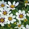 Coreopsis Big Bang(TM)  'Star Cluster'
