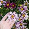 Coreopsis 'Cosmic Evolution' PP22943