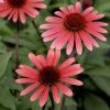 Echinacea 'Solar Flare' PP22133 - Image 2
