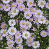 Aster 'KICKIN? Pink Chiffon'