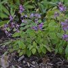 Epimedium grandiflorum 'Lilafee'.
