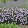 Aster 'KICKIN? Pink Chiffon' - Image 3