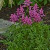 Astilbe 'YOUNIQUE CARMINE?'