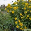 Helianthus 'Happy Days' - Image 3