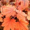 Heucherella 'Sweet Tea' - Image 2