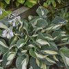 Hosta 'Dancing Stars' - Image 3