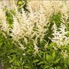 Astilbe 'Snowdrift'