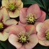 Helleborus Winter Thrillers 'Mango Magic'
