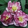 Helleborus Winter Thrillers 'Peppermint Ruffles'