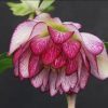 Helleborus Winter Thrillers 'Peppermint Ruffles' - Image 2