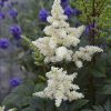 Astilbe x arendsii 'Astary White' - Image 2
