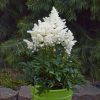 Astilbe x arendsii 'Astary White'