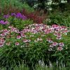 Echinacea purpurea 'Butterfly Kisses' PPAF