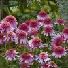 Echinacea purpurea 'Butterfly Kisses' PPAF - Image 3