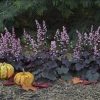 Heuchera 'Inheubrara' - Image 3