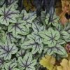 Heucherella 'Pink Fizz'