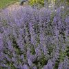Nepeta racemosa 'Walker's Low'
