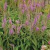Veronica 'Eveline' - Image 2