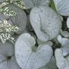 Brunnera macrophylla 'Looking Glass'