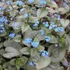 Brunnera macrophylla 'Looking Glass' - Image 2