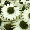 Echinacea purpurea 'Virgin' PP18684