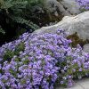 Aster 'Wood's Light Blue' - Image 2