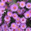 Aster 'Wood's Purple' - Image 3