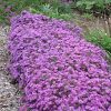 Aster 'Wood's Purple'