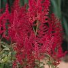 Astilbe x arendsii 'Augustleuchten'