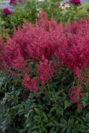 Astilbe ‘Montgomery’ | Kiefer Nursery: Trees, Shrubs, Perennials