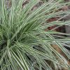 Carex oshimensis 'Evergold' - Image 2