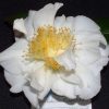 Camellia japonica 'White Empress'