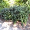 Berberis julianae - Image 3