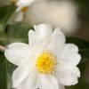 Camellia x 'Winter's Cupid'
