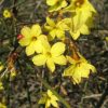Jasminum nudiflorum - Image 2