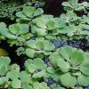 Pistia stratiotes