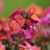 Erysimum 'Winter Orchid' - Image 2