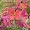 Erysimum 'Winter Orchid'