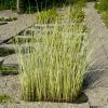 Schoenoplectus lacustris 'Albescens' - Image 3