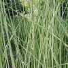 Schoenoplectus lacustris 'Albescens' - Image 2