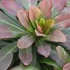 Euphorbia amygdaloides 'Robbiae' - Image 3