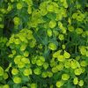 Euphorbia amygdaloides 'Robbiae'