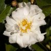 Camellia x 'Winter's Snowman' - Image 2